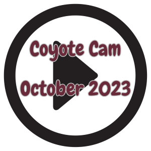 coyote cam october 2023